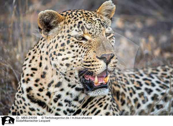 Sdafrikanischer Leopard / Leopard / MBS-24096