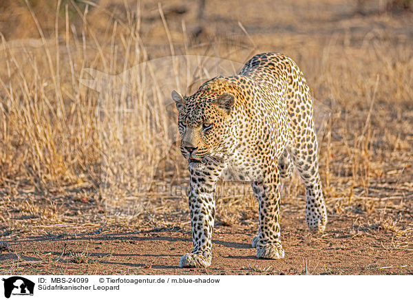 Sdafrikanischer Leopard / MBS-24099