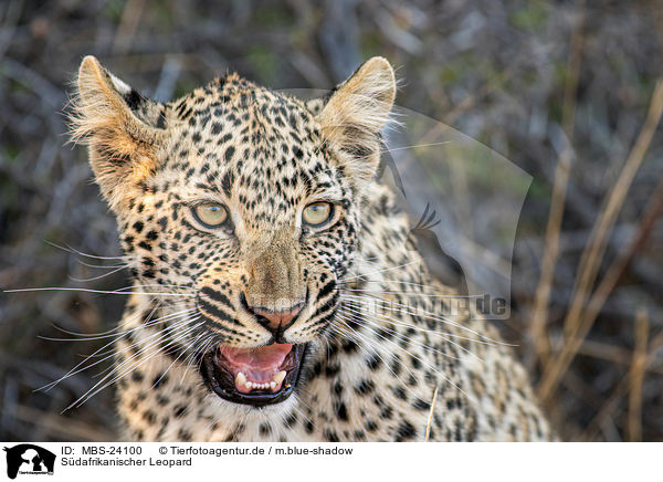 Sdafrikanischer Leopard / Leopard / MBS-24100