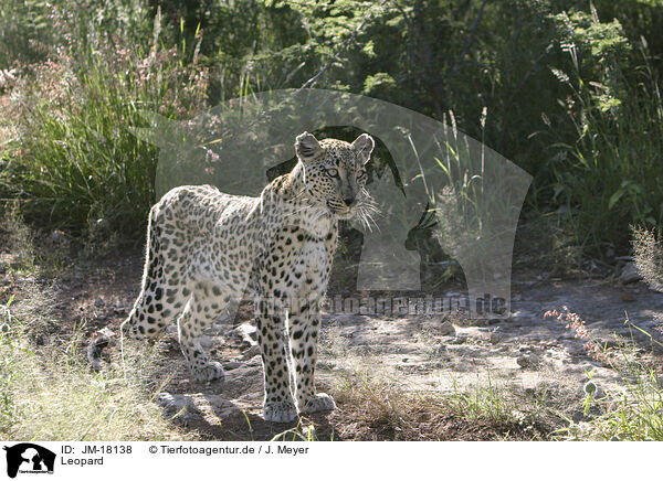 Leopard / Leopard / JM-18138