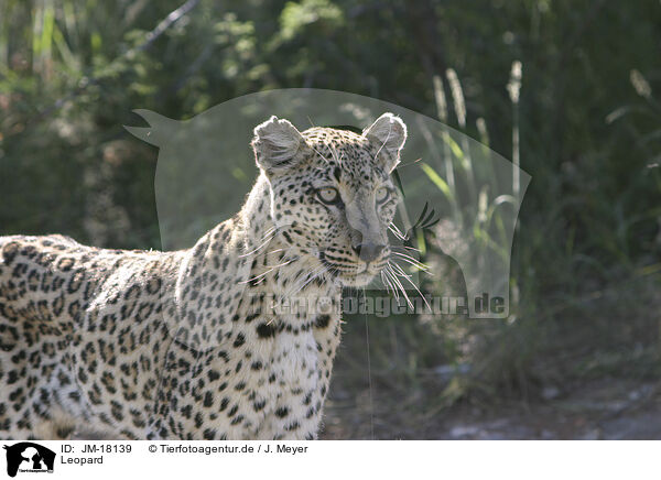 Leopard / Leopard / JM-18139