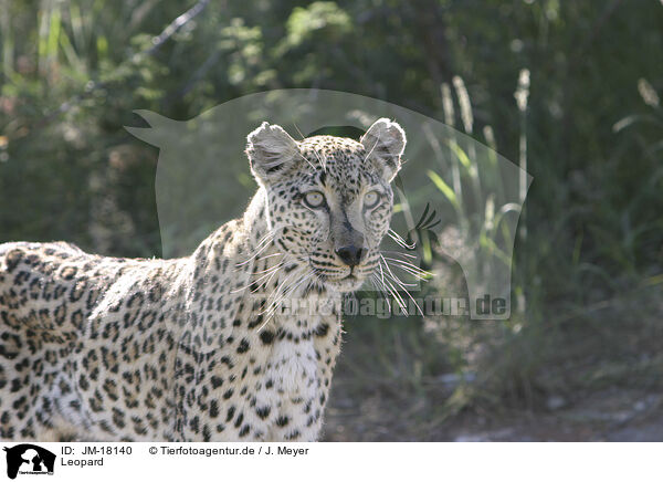 Leopard / Leopard / JM-18140