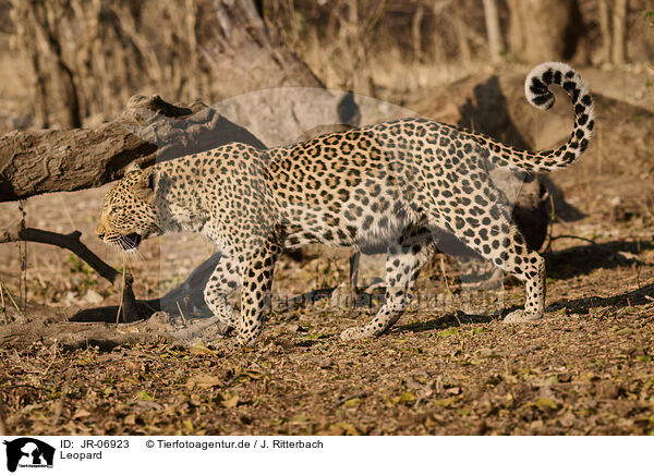 Leopard / Leopard / JR-06923