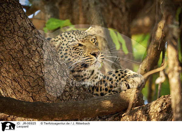 Leopard / Leopard / JR-06925