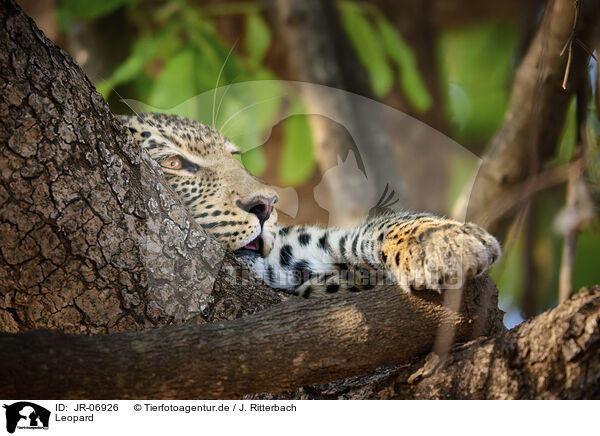 Leopard / Leopard / JR-06926
