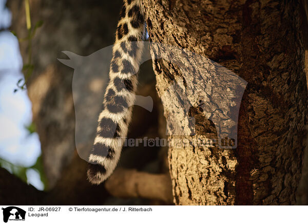 Leopard / Leopard / JR-06927