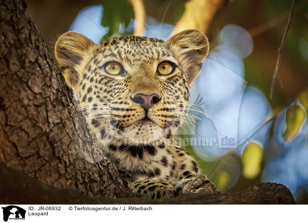 Leopard / Leopard / JR-06932