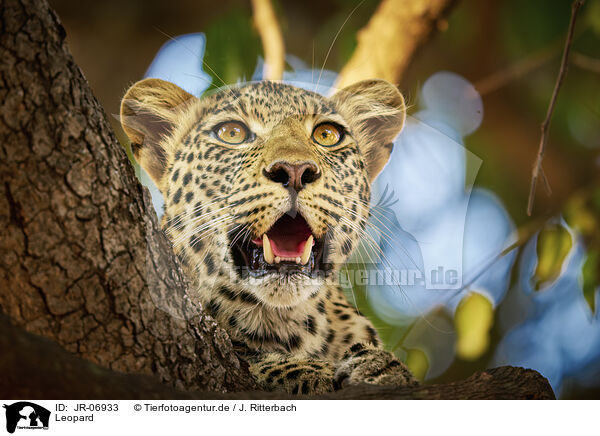 Leopard / Leopard / JR-06933