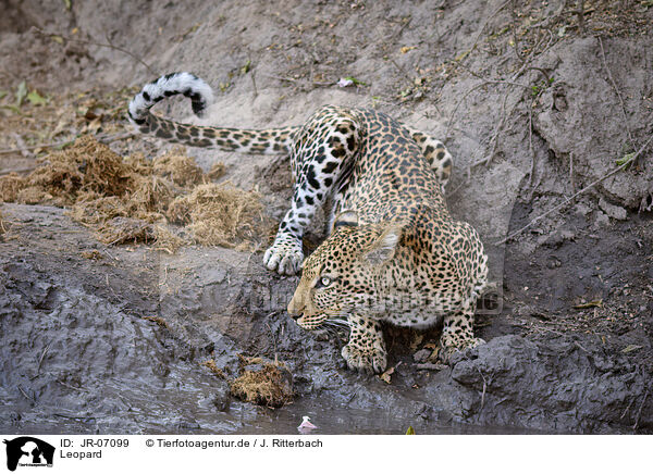 Leopard / JR-07099