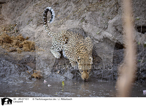 Leopard / JR-07101