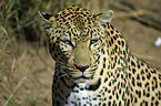 Leopard Portrait