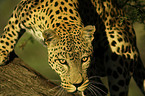 Leopard Portrait