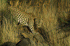 stehender Leopard