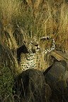 stehender Leopard