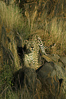 stehender Leopard