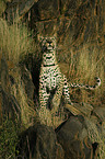 stehender Leopard