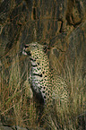 stehender Leopard