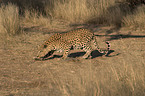 Leopard in Bewegung