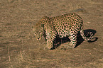 Leopard in Bewegung