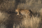 Leopard in Bewegung