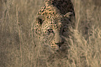 Leopard Portrait