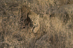 Leopard in Bewegung