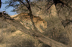 Leopard auf eienem Baum