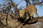 Leopard auf einem Baum