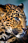 Chinesischer Leopard