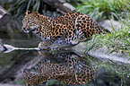 Chinesischer Leopard