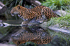 Chinesischer Leopard