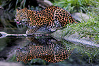 Chinesischer Leopard