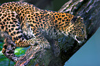 Chinesischer Leopard