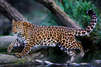 Chinesischer Leopard