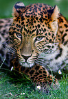 Chinesischer Leopard