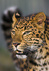 Chinesischer Leopard