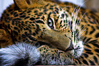 Chinesischer Leopard