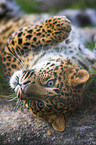 Chinesischer Leopard