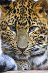 Chinesischer Leopard