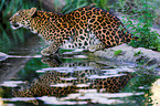 Chinesischer Leopard