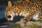 Chinesischer Leopard