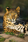 Chinesischer Leopard