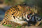 Chinesischer Leopard