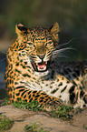 Chinesischer Leopard