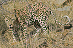 stehender Leopard
