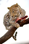 fressender Leopard