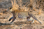 rennender Leopard