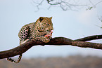 fressender Leopard