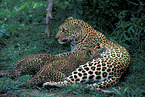 Leoparden