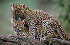 Leoparden